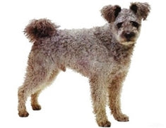 Pumi