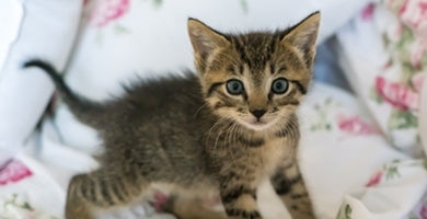 Mačji mladiček v novem domu