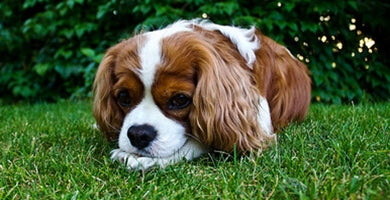 Zakaj moj pes je travo?