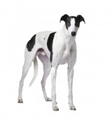 Pasma: Veliki angleški hrt (Greyhound)