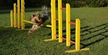 Inštruktorica svetuje: Kako, kdaj in zakaj v pasjo šolo?