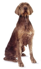 Pudelpointer - Koder poenter