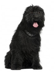 Briard