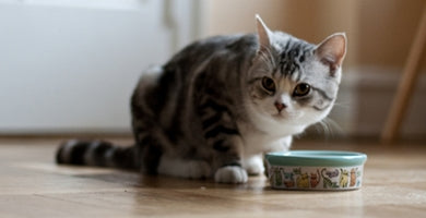 Kako izbrati mačjo hrano?