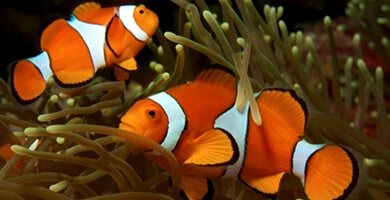 9. Prvi koraki: Izbira rib