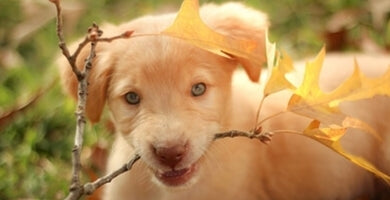 Kužni kašelj pri psih