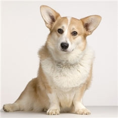 Pasma: Valižanski ovčar (Pembroke Corgi)