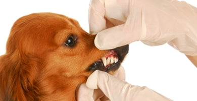 Kako psu čistiti zobke?