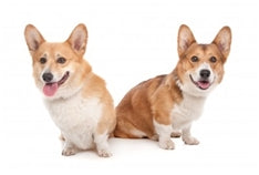 Pasma: Valižanski ovčar (Cardigan Corgi)