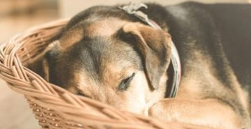 Kako izbrati psu primerno ležišče?