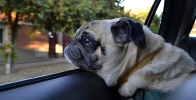 Moj pes v avtu bruha!