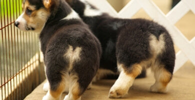 Praznjenje analnih žlez