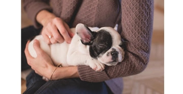 Temeljni koraki za vsakega novega lastnika psa