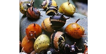 Polžki Clithon sp - čudežni "čistilci" alg