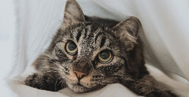 Prepoznajte znake stresa pri mački