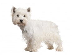 Zahodnovišavski beli terier (Westie)