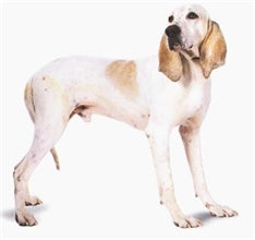 Porcelanec