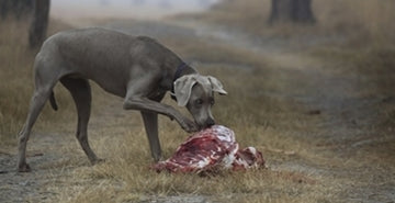 Je hranjenje s surovo hrano zdravo?