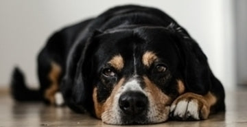 Notranji zajedavci - kako se jim izogniti?