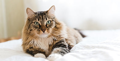 6 nasvetov za pomoč starejši mački