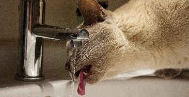 S katero hrano hraniti mačko z obolenji sečil?