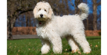 Križanci – Dizajnerske pasme