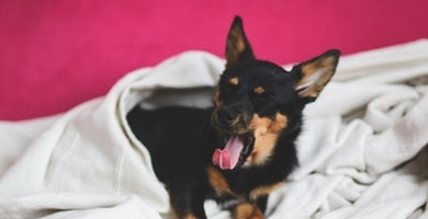 Življenje s psom po karanteni