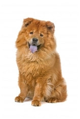 Chow chow