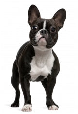 Francoski buldog
