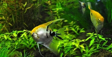 1. Prvi koraki: Začetek v akvaristiki