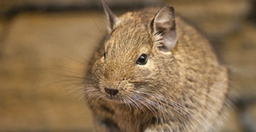 Degu ali čilska veverica
