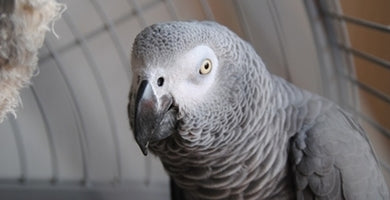 Papagaji, ki se z nami pogovarjajo