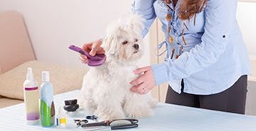 Vodič za osnovno pasjo nego in higieno