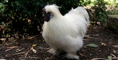 Tudi kokoši so ljubljenčki!