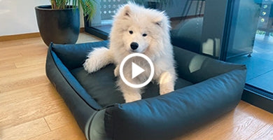 Kakšno ležišče potrebuje mladiček?