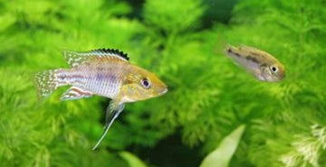 Pritlikava ustonoša