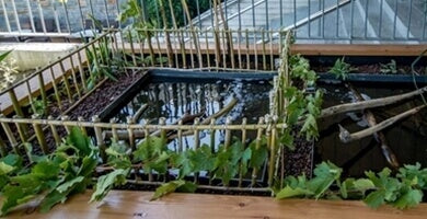 Urbani ribnik z akvaponiko