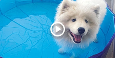 Kako ohladiti kužka v vročih dneh?