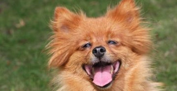 Naravna prehranska dopolnila 4Pet