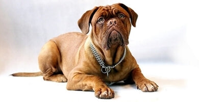 Je moj pes predebel?