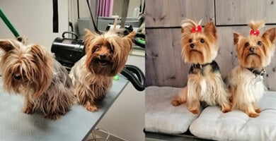 Razlogi za obisk pasjega frizerja