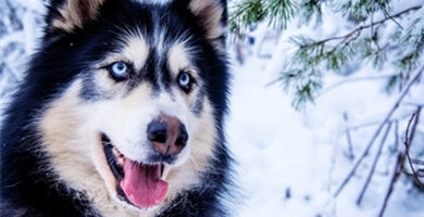 Značilnosti vida pri psih