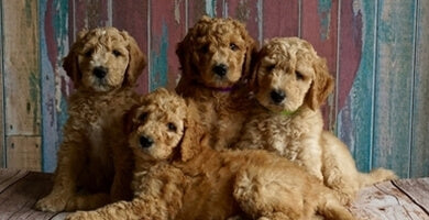 Kako najti dobro leglo in odgovornega vzreditelja?