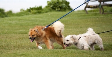 Povodec - nujna oprema za vsakega vodnika