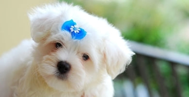 11 ključnih vprašanj za bodočega lastnika psa