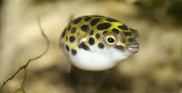 Napihovalka vrste Tetraodon biocellatus
