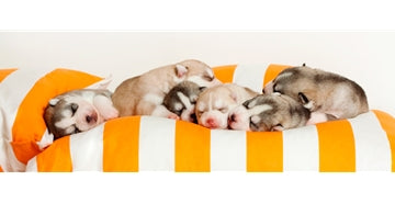 Neonatalna faza oz. faza novorojenčka Rojstvo (0 dni) – 13 dni