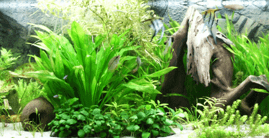 5. Prvi koraki: Oprema in dekoracija