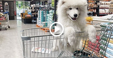 Kaj vse potrebujem pred prihodom mladička?