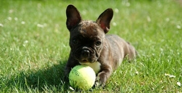 S čim se mora psiček seznaniti v fazi socializacije?